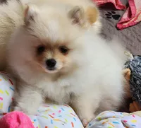 Toki, a male Pomeranian for sale in Tenino, WA – Photo 6 of 8