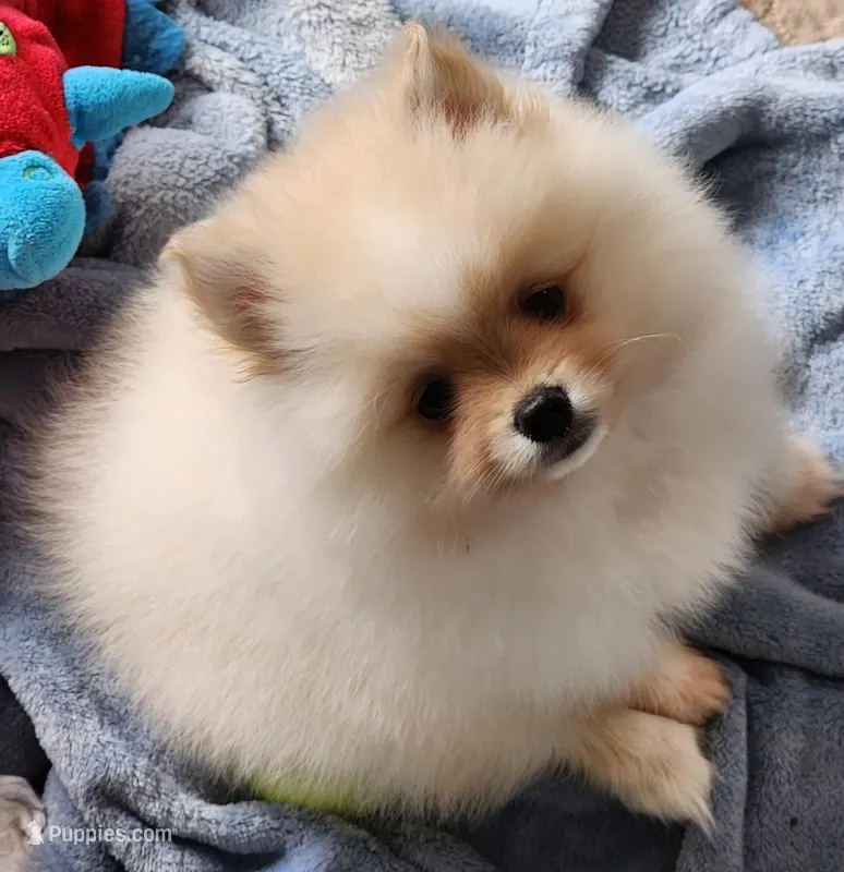 Toki – Pomeranian puppy for sale in Tenino, WA