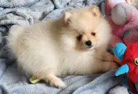 Toki, a male Pomeranian for sale in Tenino, WA – Photo 7 of 8
