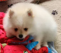 Toki, a male Pomeranian for sale in Tenino, WA – Photo 2 of 8