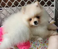 Toki, a male Pomeranian for sale in Tenino, WA – Photo 3 of 8