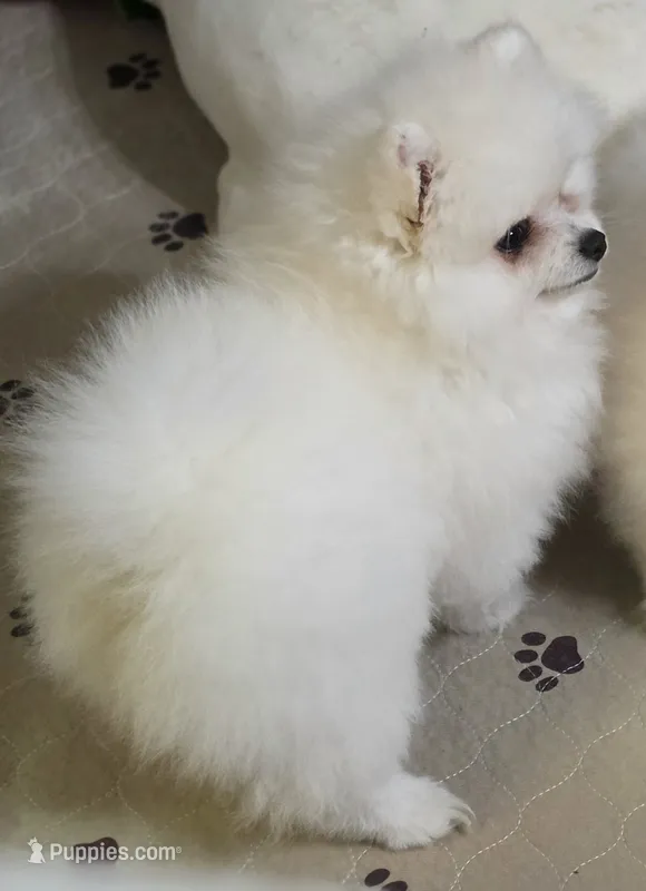Fidget – Pomeranian puppy for sale in Tenino, WA