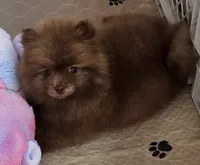 Cappuccino , a male Pomeranian for sale in Tenino, WA – 9 of 9