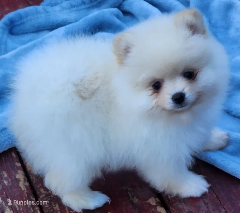 Stella  – Pomeranian puppy for sale in Tenino, WA
