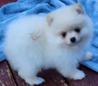 Stella , a female Pomeranian for sale in Tenino, WA – 1 of 7