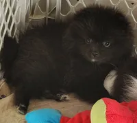 Rowdy, a male Pomeranian for sale in Tenino, WA – 6 of 10