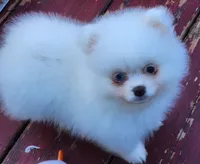 Skylar, a male Pomeranian for sale in Tenino, WA – 7 of 7