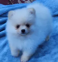 Stella , a female Pomeranian for sale in Tenino, WA – 7 of 7