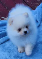 Stella , a female Pomeranian for sale in Tenino, WA – 5 of 7