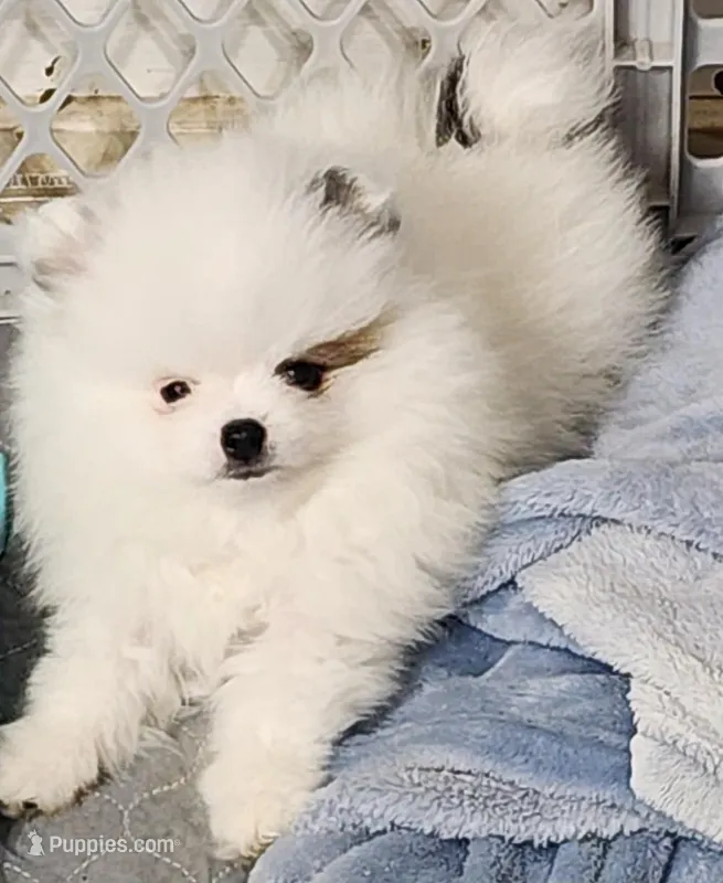 Cairo, a male Pomeranian for sale in Tenino, WA – Photo 1 of 5