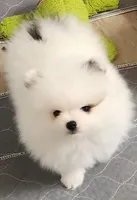 Cairo, a male Pomeranian for sale in Tenino, WA – Photo 5 of 5