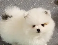 Cairo, a male Pomeranian for sale in Tenino, WA – Photo 2 of 5