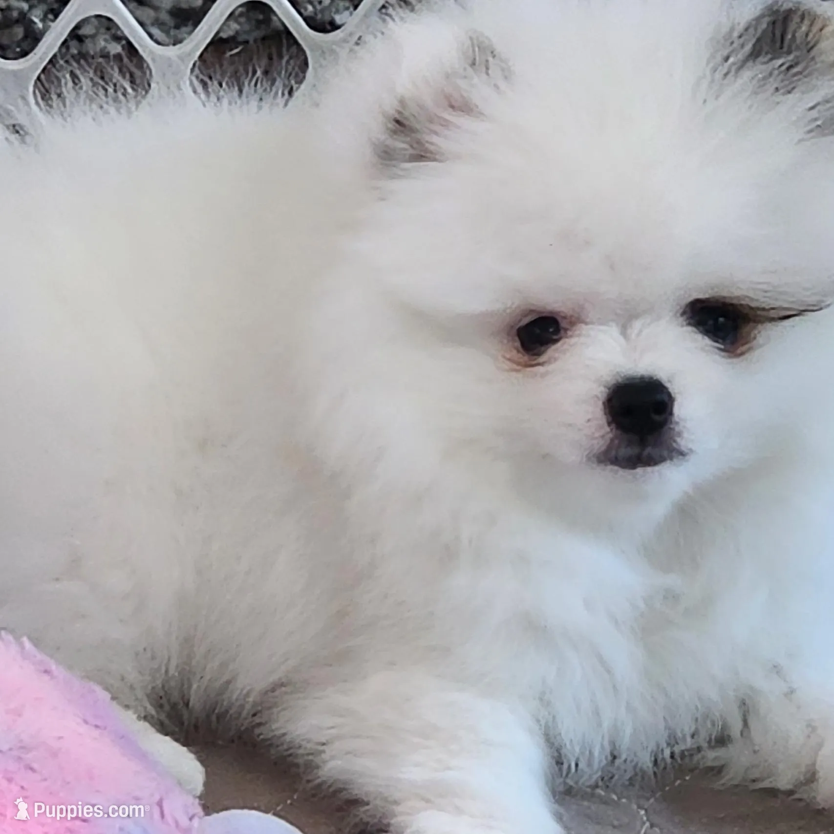 Cairo – Pomeranian puppy for sale in Tenino, WA