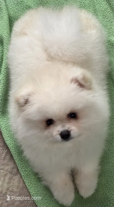 Fidget – Pomeranian puppy for sale in Tenino, WA