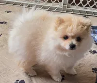 Prada, a female Pomeranian for sale in Tenino, WA – 2 of 7