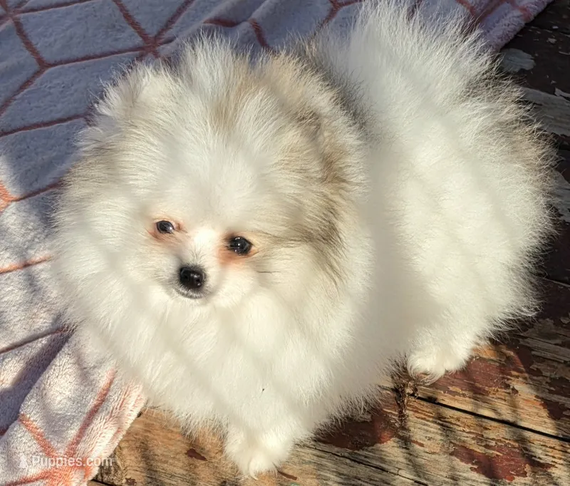 Tid Bit – Pomeranian puppy for sale in Tenino, WA