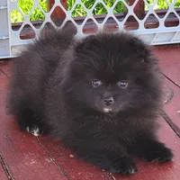 Rowdy, a male Pomeranian for sale in Tenino, WA – 9 of 10