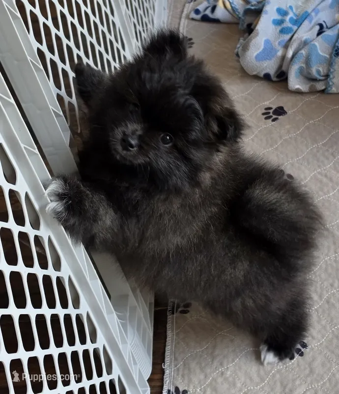 Whiskey – Pomeranian puppy for sale in Tenino, WA