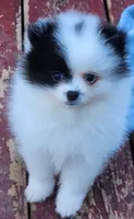 Koona, a female Pomeranian for sale in Tenino, WA – 2 of 5