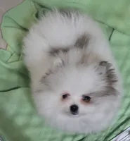 Tid Bit, a female Pomeranian for sale in Tenino, WA – 2 of 4