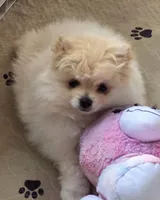 Prada, a female Pomeranian for sale in Tenino, WA – 4 of 7