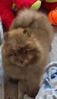 Cappuccino , a male Pomeranian for sale in Tenino, WA – 6 of 9