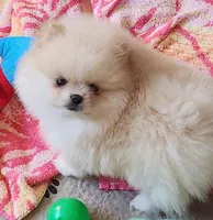 Joy, a female Pomeranian for sale in Tenino, WA – Photo 7 of 9