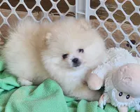 Joy, a female Pomeranian for sale in Tenino, WA – Photo 1 of 9