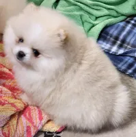 Joy, a female Pomeranian for sale in Tenino, WA – Photo 8 of 9