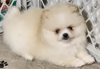 Joy, a female Pomeranian for sale in Tenino, WA – Photo 3 of 9