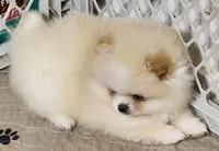 Joy, a female Pomeranian for sale in Tenino, WA – Photo 4 of 9