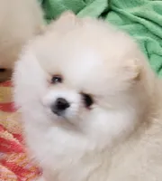 Joy, a female Pomeranian for sale in Tenino, WA – Photo 2 of 9