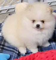 Joy, a female Pomeranian for sale in Tenino, WA – Photo 5 of 9