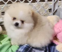 Joy, a female Pomeranian for sale in Tenino, WA – Photo 6 of 9