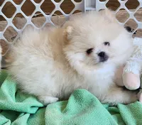 Joy, a female Pomeranian for sale in Tenino, WA – Photo 9 of 9