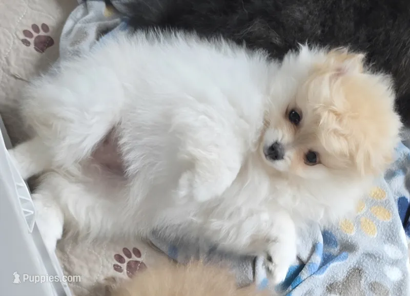 Prada – Pomeranian puppy for sale in Tenino, WA