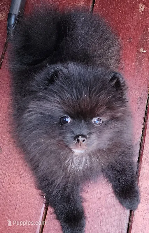 Rowdy – Pomeranian puppy for sale in Tenino, WA