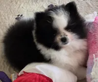 PO, a female Pomeranian for sale in Tenino, WA – 3 of 9