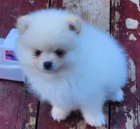Stella , a female Pomeranian for sale in Tenino, WA – 4 of 7
