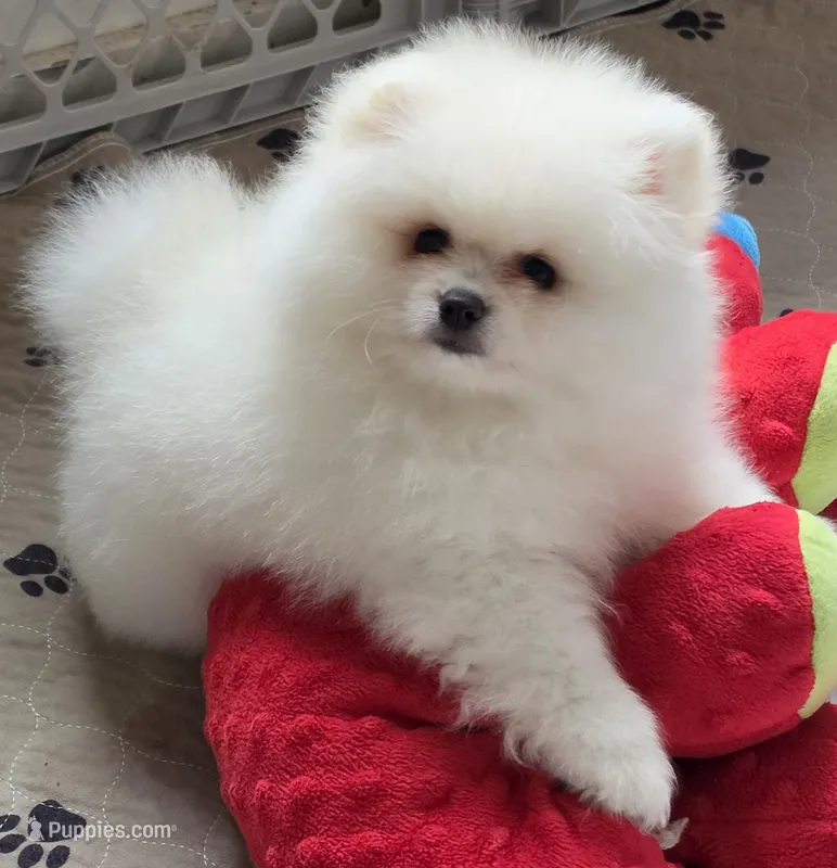 Fidget – Pomeranian puppy for sale in Tenino, WA