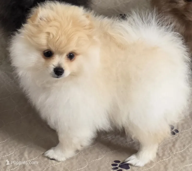 Prada – Pomeranian puppy for sale in Tenino, WA