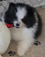 PO, a female Pomeranian for sale in Tenino, WA – 1 of 9