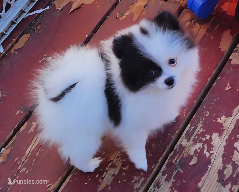 Koona – Pomeranian puppy for sale in Tenino, WA