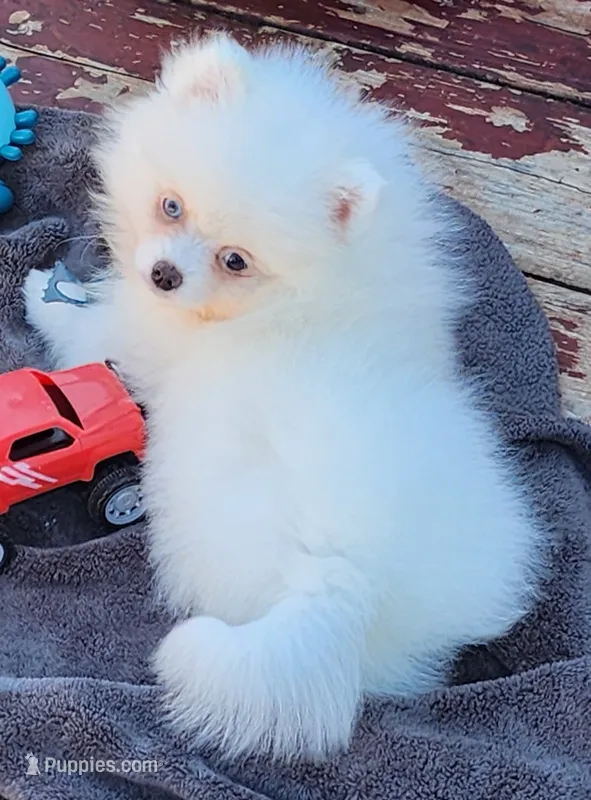Skylar – Pomeranian puppy for sale in Tenino, WA