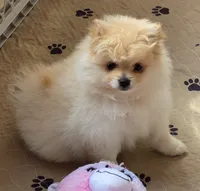 Prada, a female Pomeranian for sale in Tenino, WA – 6 of 7