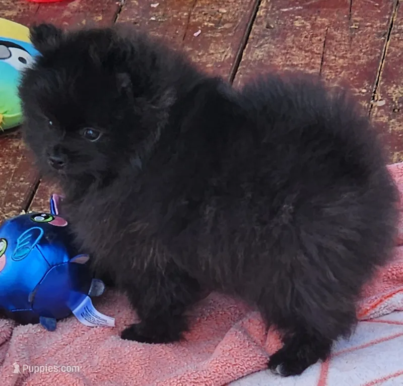 Rusty – Pomeranian puppy for sale in Tenino, WA