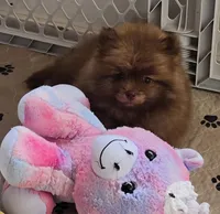 Cappuccino , a male Pomeranian for sale in Tenino, WA – 4 of 9