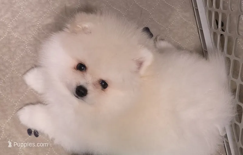 Fidget – Pomeranian puppy for sale in Tenino, WA