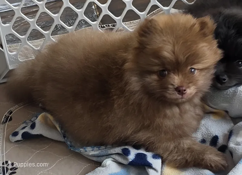 Cappuccino  – Pomeranian puppy for sale in Tenino, WA