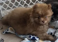 Cappuccino , a male Pomeranian for sale in Tenino, WA – 1 of 9